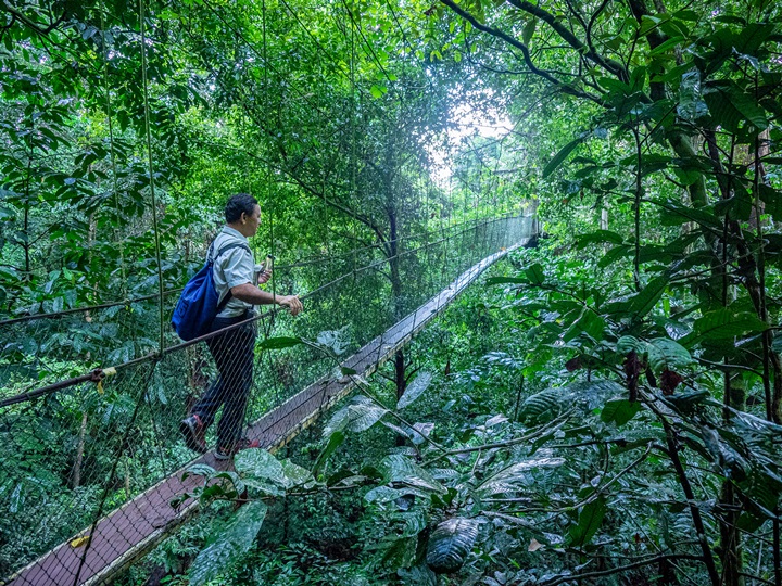 Mulu Canopy Walk